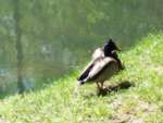 Ente1.jpg