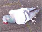 Taube5.jpg